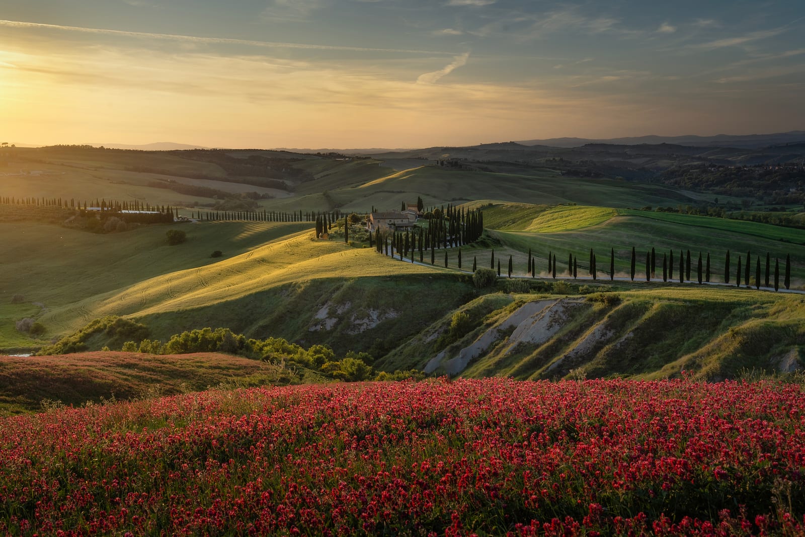 A cypress-lined road over green hills in low golden light, red flowers in the foreground