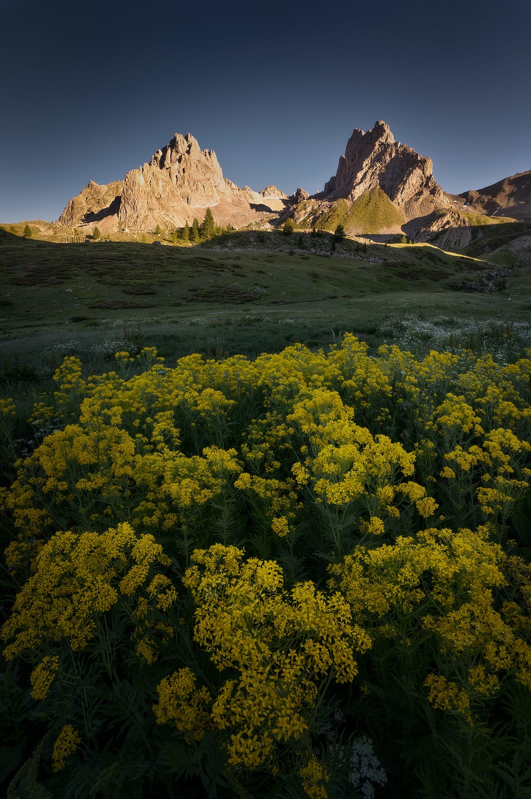A meadow of yellow flowers below rocky peaks lit gold by a low sun