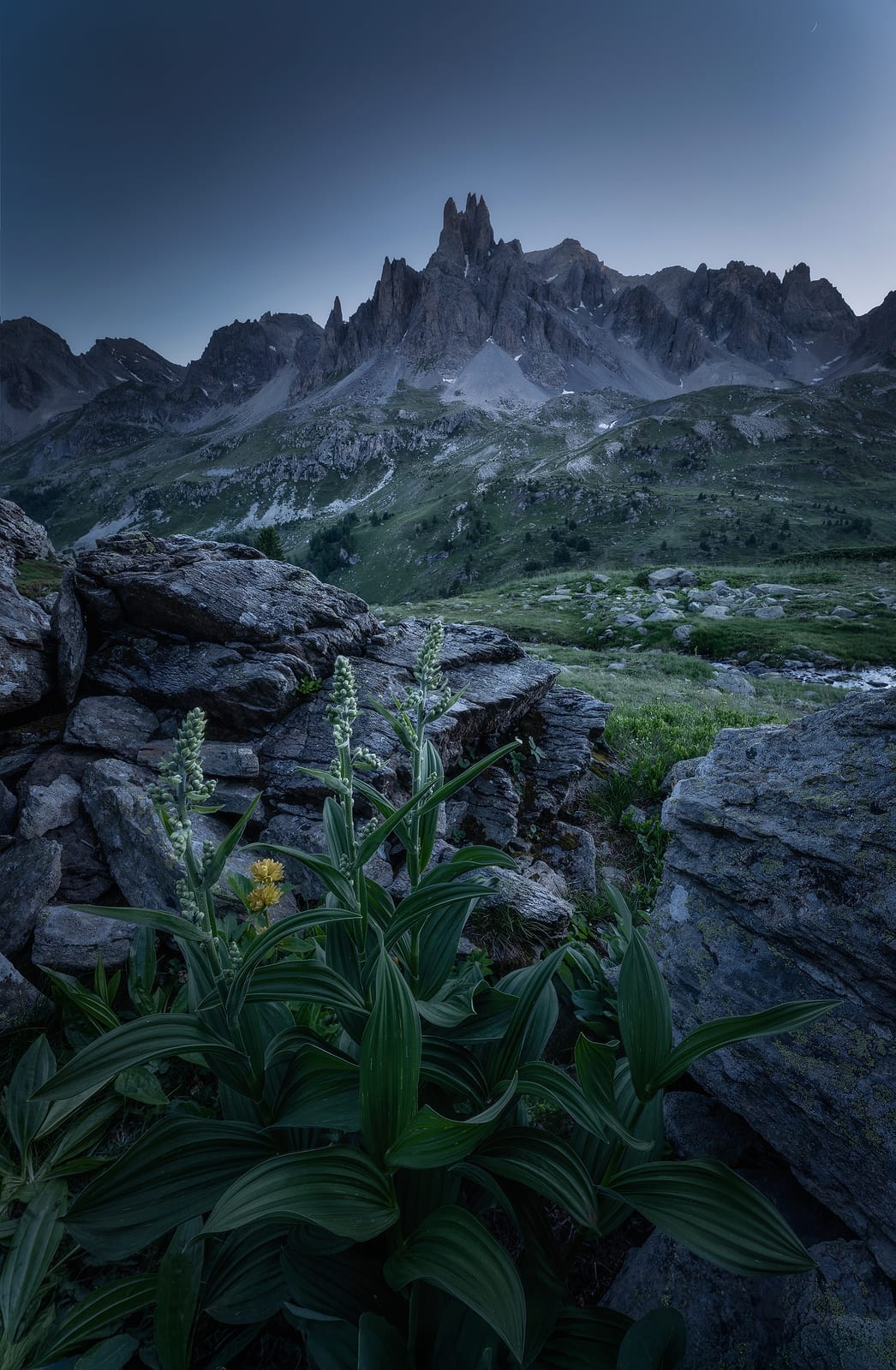 Green alpine plants among boulders below a jagged grey peak