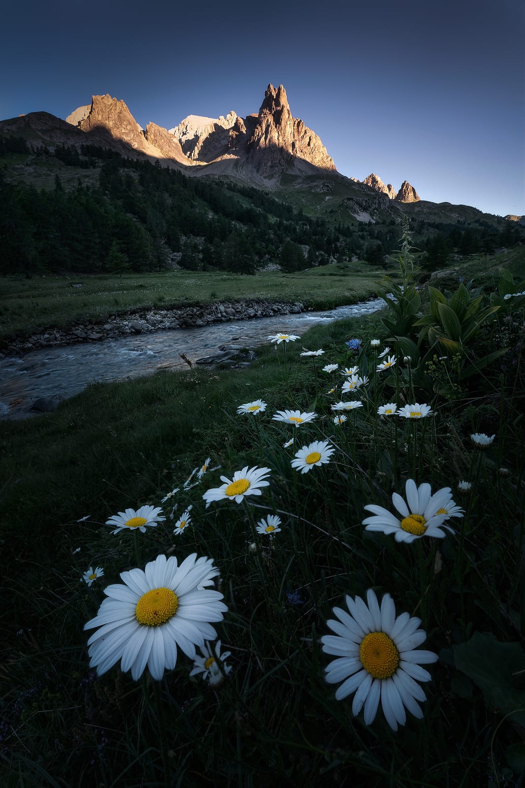 Daisies in a meadow beside a river, below peaks lit pink